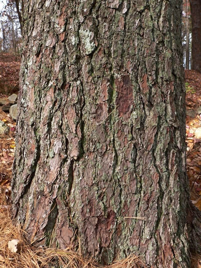 {Pinus strobus}